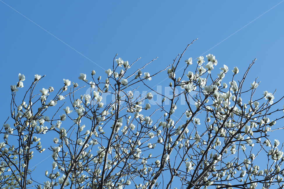 plant,식물,목련,봄꽃,봄,배경,흰색,하늘