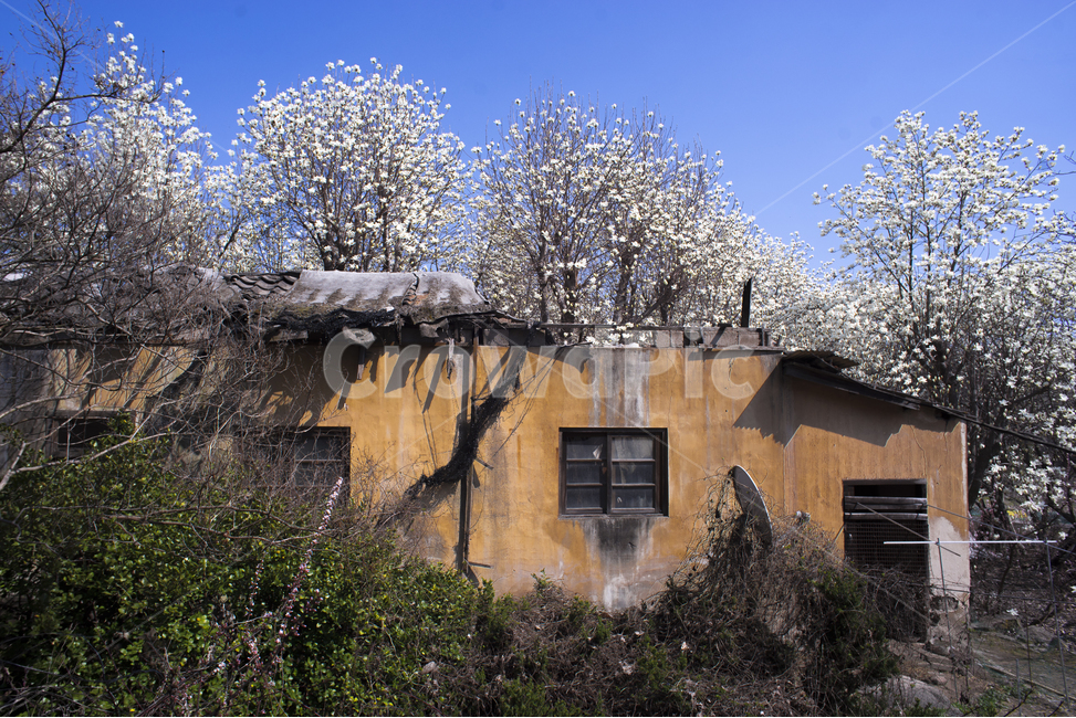 spring flowers,magnolia,spring day,magnolia flower