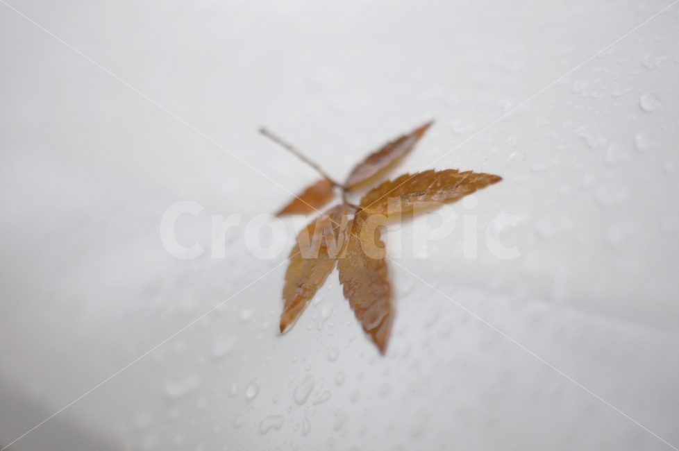 스냅,스냅샷,스냅사진,비,비오는날,주륵주륵,우울,낙옆,물방울,가을,가을비,감성,식물,자연,plants,nature,가을,계절,fall,autumn,season,plant,leaf,잎,insect,곤충,animal,동물,invertebrate,무척추 동물