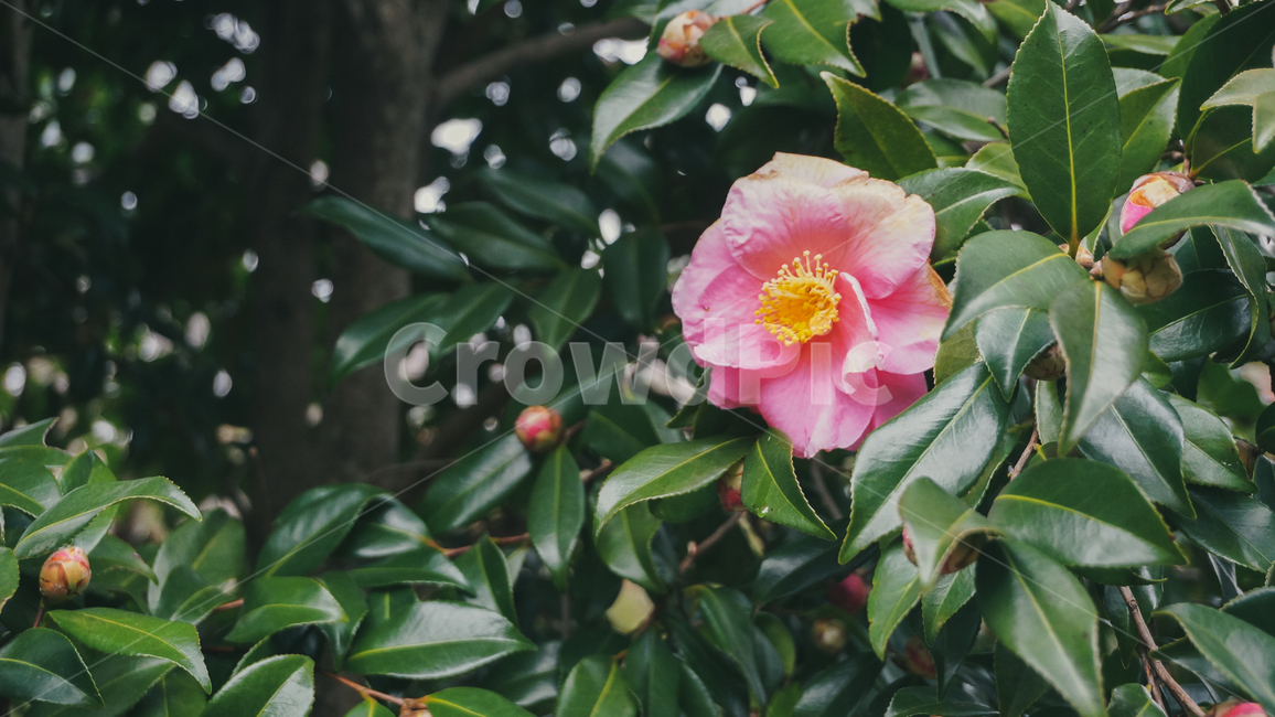 꽃잎,꽃,분홍,아련,flower,petal,flowerleaf,pink,식물,자연,plants,nature,꽃,flower