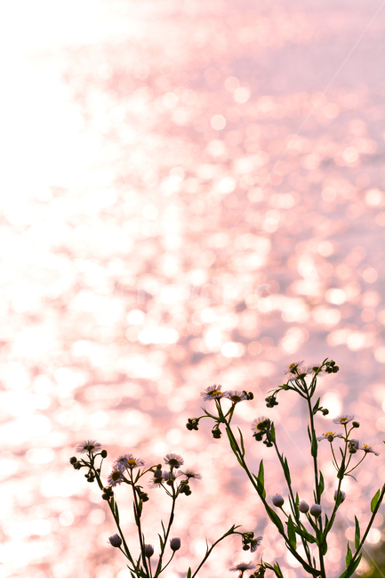 감성,개망초,노을,보케,빛망울,계란꽃,석양,해질무렵,sunset,riverside,flowers,pink,핑크색,아름다운,강변,강물,물,water,분홍색,햇빛,반사,명멸,그리움,feeling,emotion,sensible,landscape,야외,풍경,식물,야생화,들꽃,국화과,파스텔톤,느낌,분위기,식물,자연,plants,nature,꽃,flower,휴식,힐링,rest,relaxation,healing