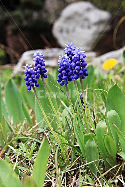 무스카리,꽃,식물,배경,자연,식물,자연,plants,nature,꽃,flower