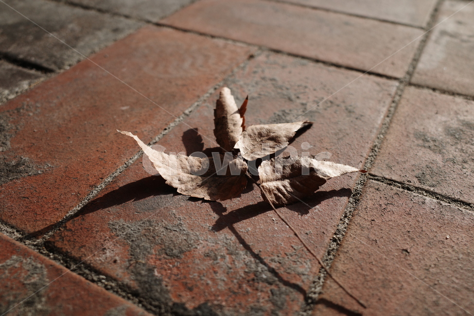 잎,plant,식물,leaf,땅,나뭇잎