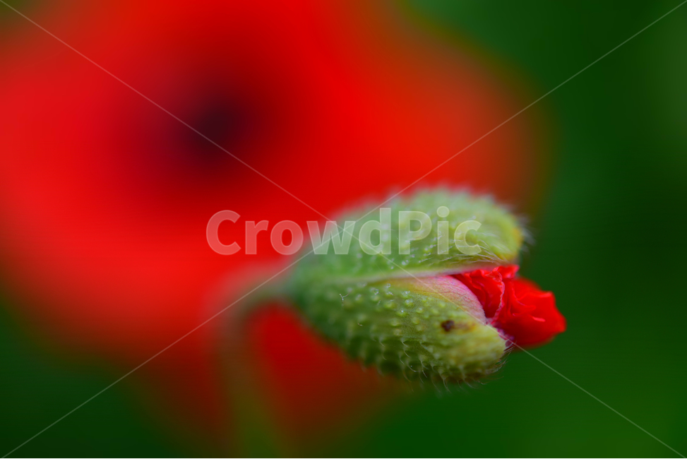 식물,싹,plant,bud,blossom,sprout,새싹,flower,꽃,식물,자연,plants,nature