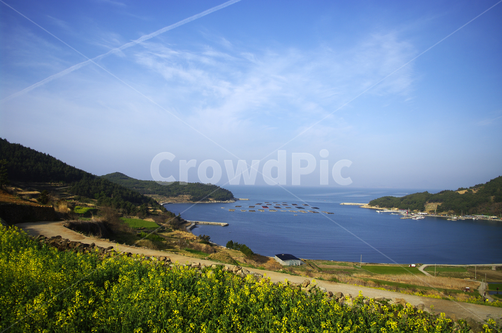 유채꽃,꽃밭,꽃,flower,계절,봄,spring,하늘,구름,풍경,산,밭,청산도,바다,봄,계절,spring,season,자연,풍경,nature,landscape,한국자연풍경,한국자연경관,korea nature landscape,land,땅,outdoors,옥외,promontory,곶,ocean,대양,sea,water,물,shoreline,해안선
