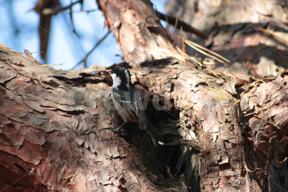 동물,조류,박새,새,나무,식물,자연,자연풍경,한마리,GreatTit,동물,animal,조류,새,birds