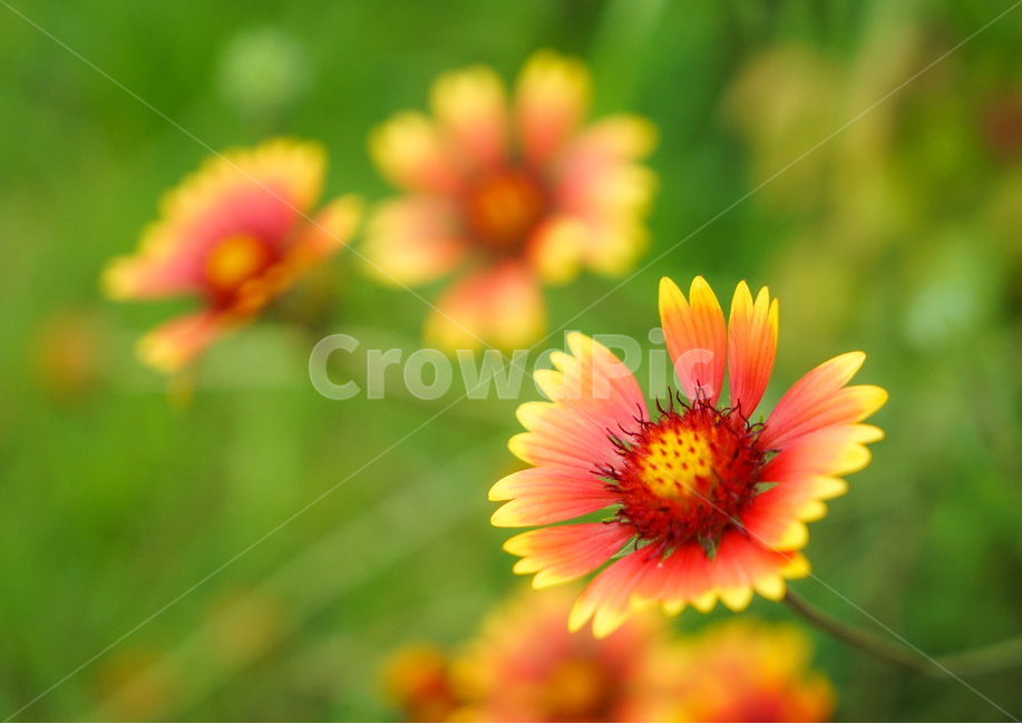 꽃,들꽃,야생화,자연,식물,식물,자연,plants,nature,꽃,flower