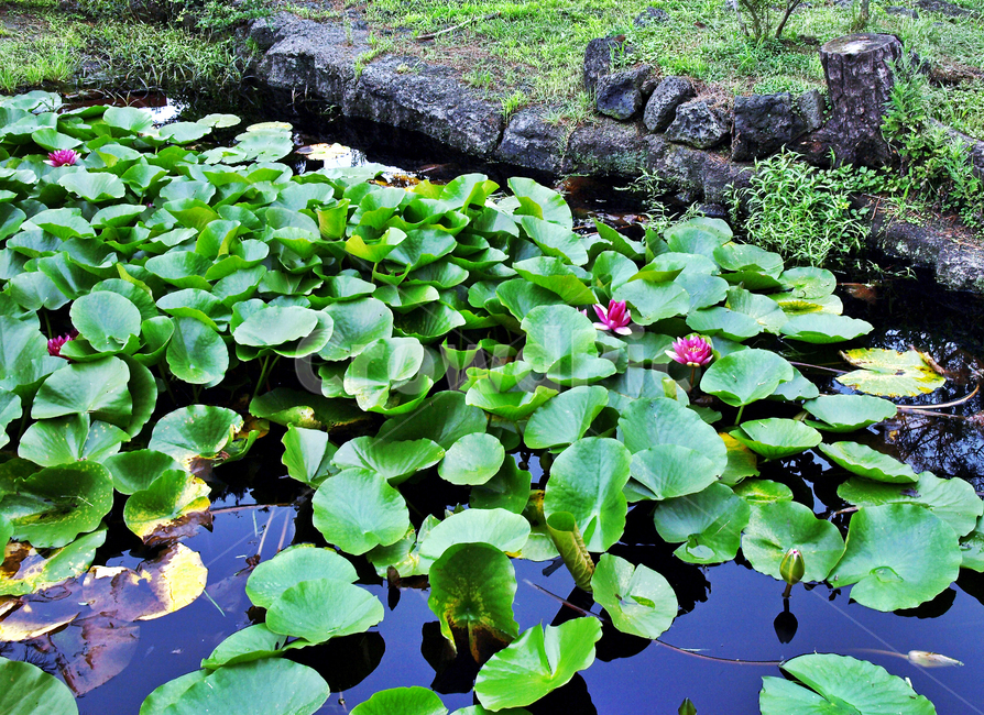 수련,수생식물,종자번식,늪,연못,관상용,식물,자연,plants,nature,꽃,flower
