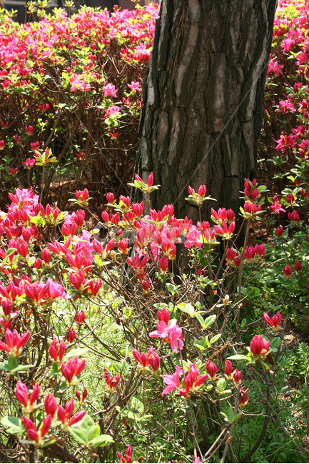 철쭉,봄,봄날,봄풍경,감성,spring,flower,공원,풍경,식물,새싹,잎,초록,꽃,붉은색,RED,자산홍,봄,계절,spring,season,식물,자연,plants,nature,꽃,flower,plant