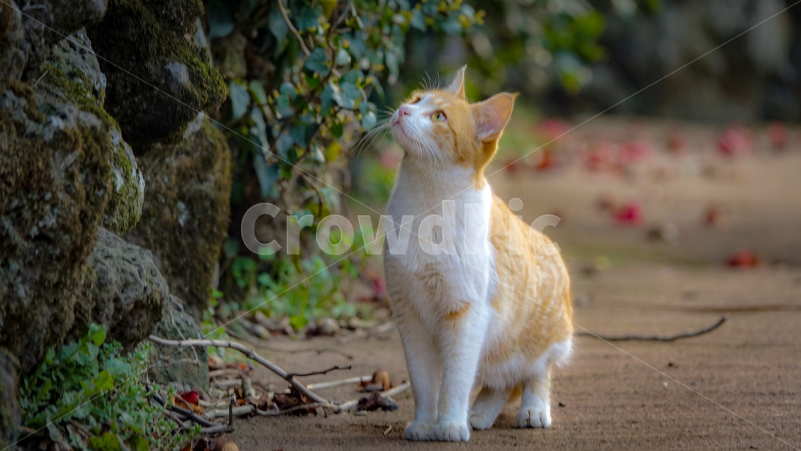 고양이,길고양이,cat,猫,동물,animal,동백꽃