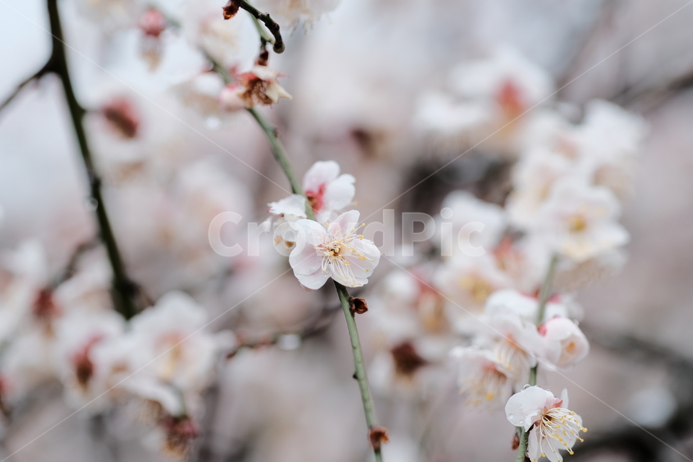 봄,꽃,벚꽃,spring,flower,봄꽃,rainyday,식물,plant,봄,계절,spring,season,blossom