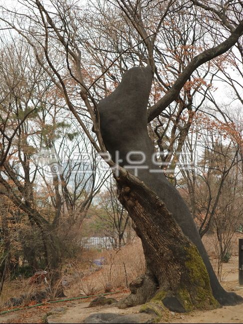 tree trunk,old tree,tree,treetrunk,trunk