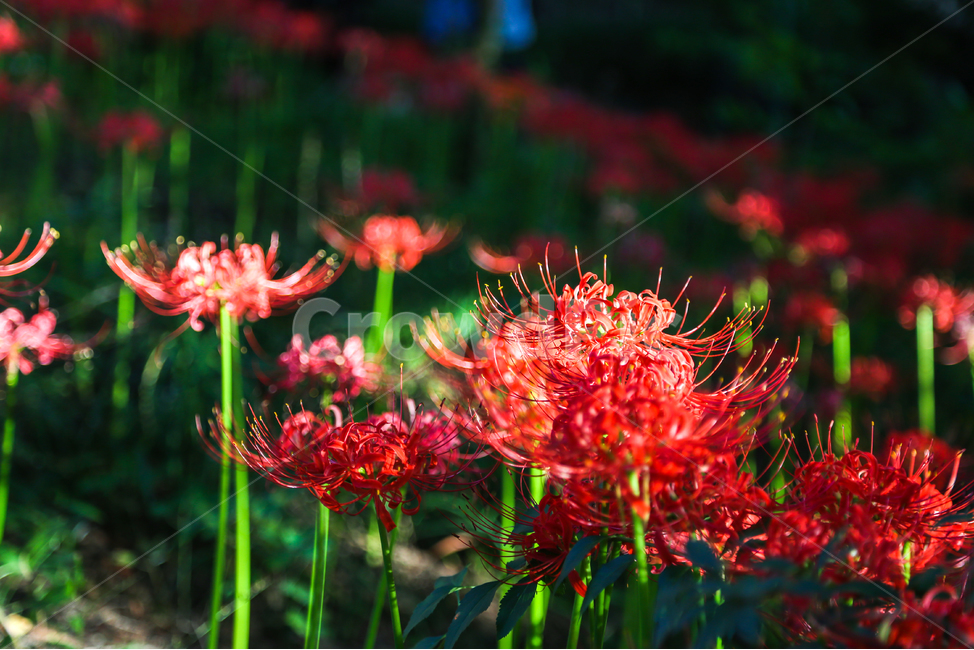 상사화,꽃무릇,꽃,자연,식물,나무,plant,tree,blossom,flower,nature,불갑사,꽃밭,landscape,red,식물,자연,plants,nature,꽃,flower