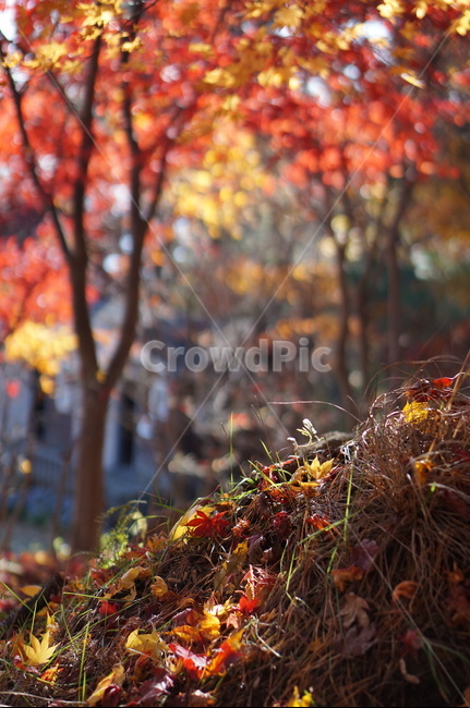 가을,단풍,나무,풍경,빨강,낮,햇빛,plant,식물,leaf,잎,tree,maple,tree trunk,나무 줄기