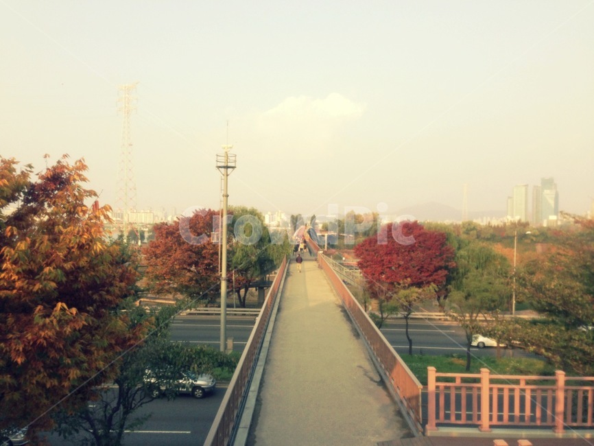 선유도,단풍,은행나무,단풍나무,가을,서울,감성,어반,banister,handrail,난간,urban