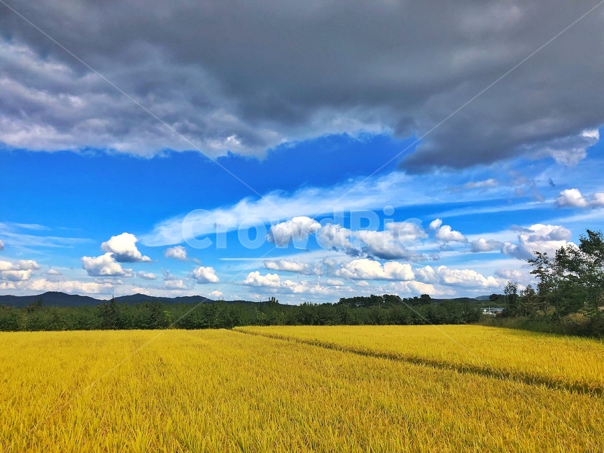 가을,황금물결,푸른하늘,구름,벼,가을,계절,fall,autumn,season,자연,풍경,nature,landscape,field,들,grassland,목초지,outdoors,옥외,meadow,farm,농장,rural,농촌