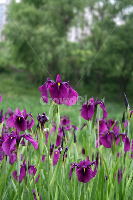 아이리스,식물,flower,plants,nature,꽃,꽃봉오리,꽃밭,식물,자연,plants,nature,꽃,flower