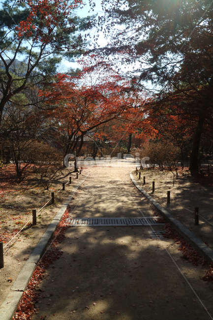 가을,계절,길,공원,가을풍경,풍경,나무,단풍,단풍잎,낙엽,산책로,울타리,산책,휴식,가을,계절,fall,autumn,season,tree,plant,식물,leaf,잎