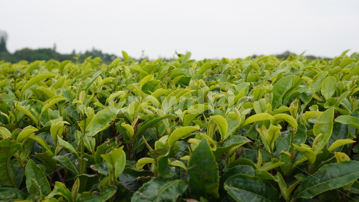 녹차,녹차밭,제주도,제주녹차,식물,자연,식물,자연,plants,nature