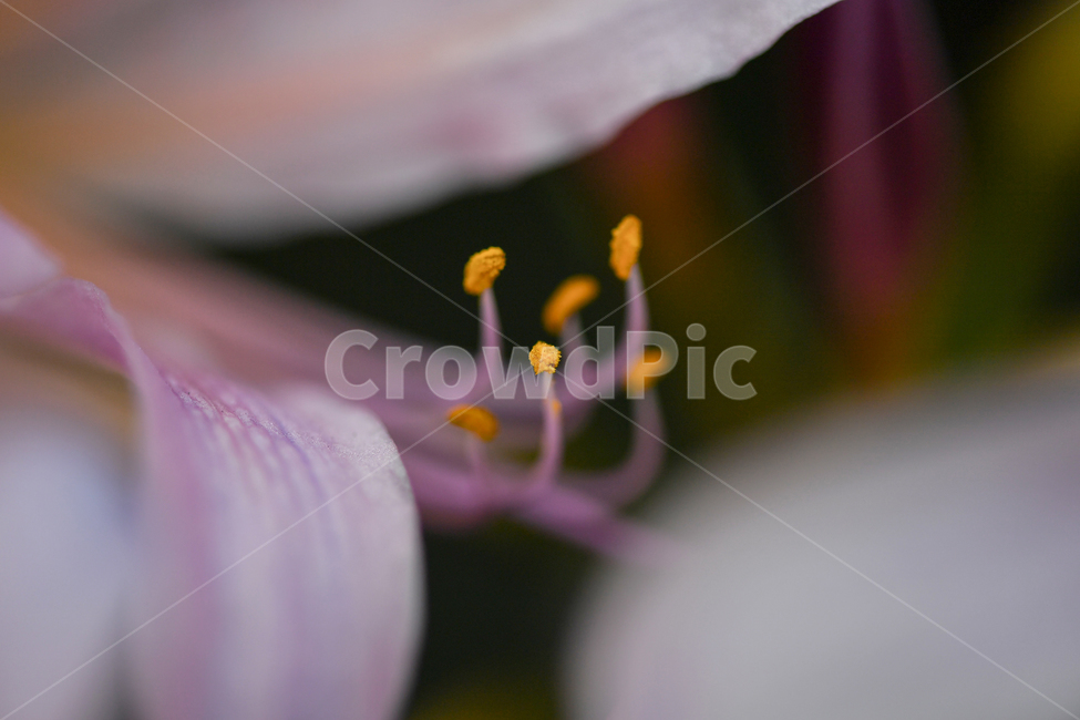 꽃,꽃가루,꽃잎,식물,예쁜꽃,꽃수술,식물,자연,plants,nature,꽃,flower