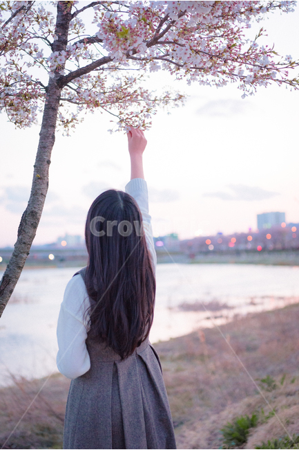 벚꽃,호수,소녀,꽃,나무,cherryblossom,flower,tree,girl,lake,저녁,evening,봄,spring,봄,계절,spring,season,식물,자연,plants,nature,꽃,flower,나무,trees,wood,사람,인물,인간,human,person,여성,여자,woman,female,lady,감성,sensible,feeling,plant,sleeve,소매