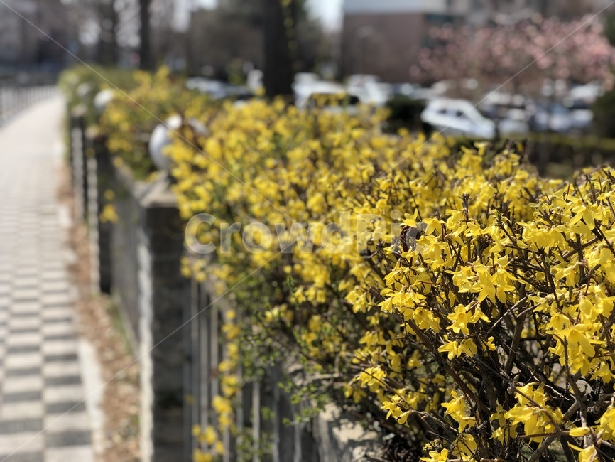 개나리,꽃,봄,거리,봄꽃,식물,자연,plants,nature,꽃,flower