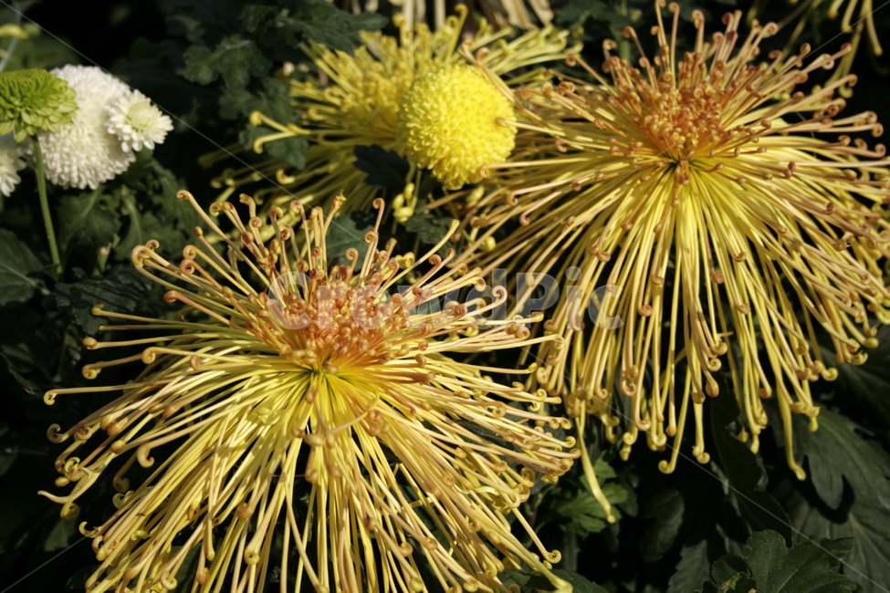 국화,꽃,가을,color,flower,식물,자연,plants,nature,꽃,flower