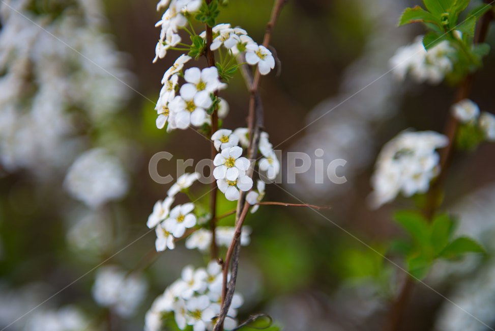 벚꽃,벚나무,식물,접사,plant,자연,식물,자연,plants,nature,꽃,flower