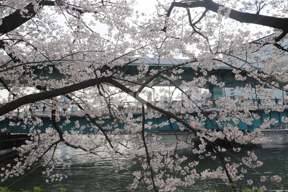 일본,오사카,조폐국,벚꽃,강,봄,계절,spring,season,plant,식물,cherry blossom,flower,꽃,blossom,building,건물,bridge,다리