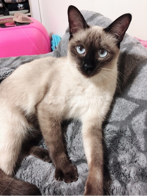 pet,cat,동물,animal,고양이,샴고양이,샴,siamese,반려동물,귀여움,cute,cutie,동물,animal,포유류,mammal,고양이,cat,kitten,kitty