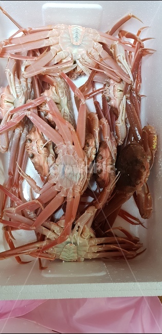 울진대게,게딱지,붉은색,다리살,미각,음식,식재료,요리,food,cook,meal,dishes,food reserves,수산물,해산물,fishery products,seafood
