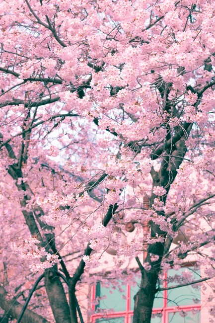 봄,벚꽃,감성,낭만,따뜻함,봄날,여의도,따스함,포근함,4월,식물,자연,plants,nature,꽃,flower,나무,trees,wood
