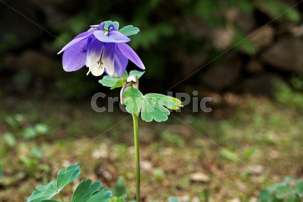 매발톱꽃,꽃,봄,만개,aquilegia,beforeflowering,bud,columbine,green,leaf,nature,plant,spring