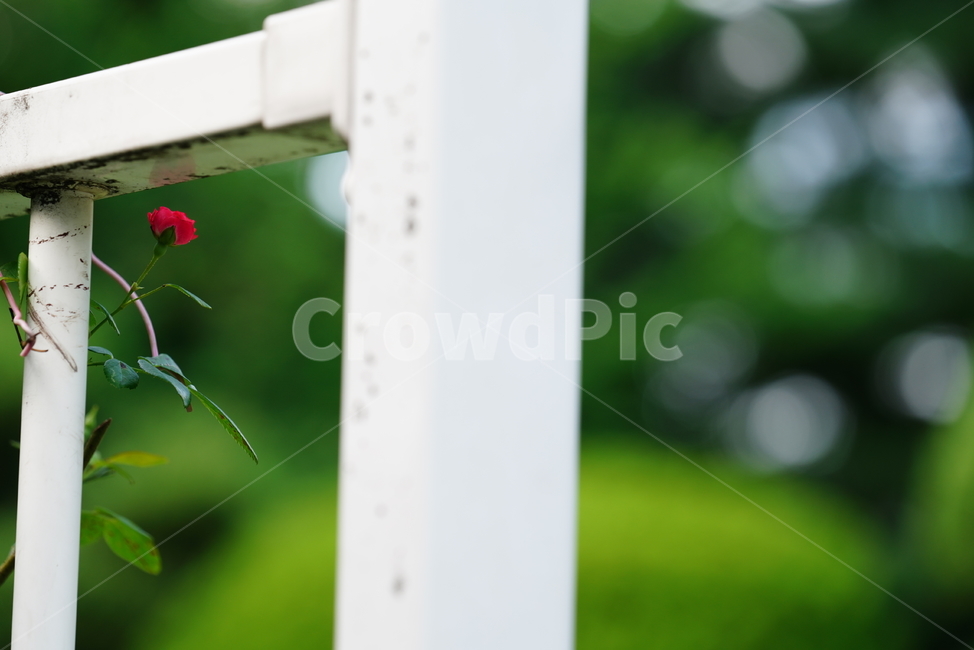 꽃,플라워,자연,생물,생명,plant,식물,식물,자연,plants,nature,꽃,flower