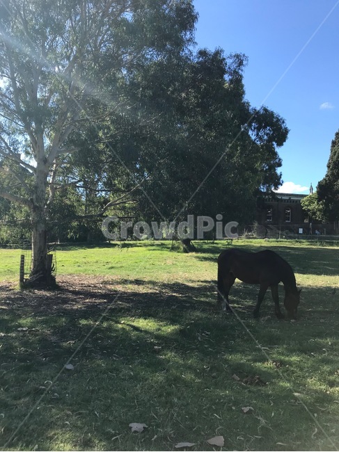 말,공원,초원,나무,풀,하늘,horse,park,sunlight,grass,동물,animal,포유류,mammal