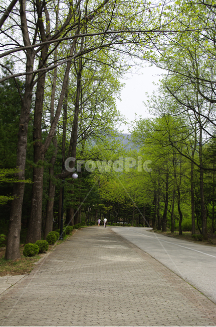 나무,숲,식물,자연,봄,길,자연,풍경,nature,landscape,path,통로,outdoors,옥외,road,도로