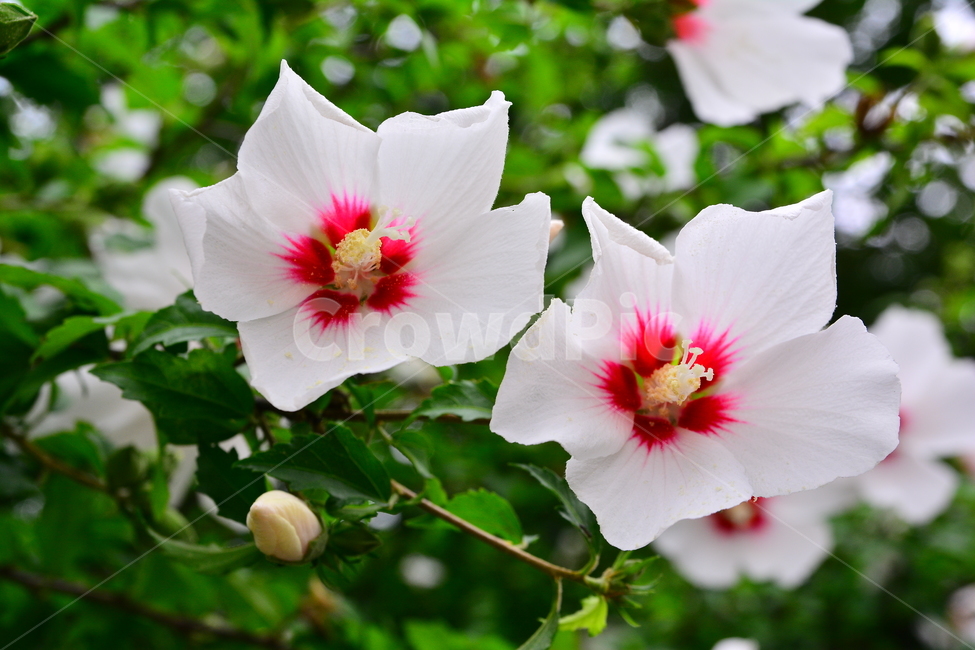 무궁화,나라꽃,꽃,우리꽃,국화,분홍색,핑크색,배경,바탕,백그라운드,flowers,korean,mugunghwa,roseofsharon,hibiscus,식물,나무꽃,아름다움,꽃송이,꽃잎,잎사귀,우리나라꽃,nationalflower,background,plant,blossom,한국적