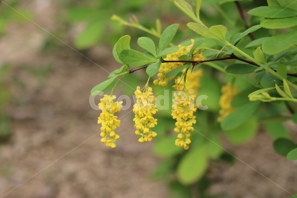 꽃,봄,여름,수목원,자연,봄,계절,spring,season,식물,자연,plants,nature,꽃,flower,plant,blossom