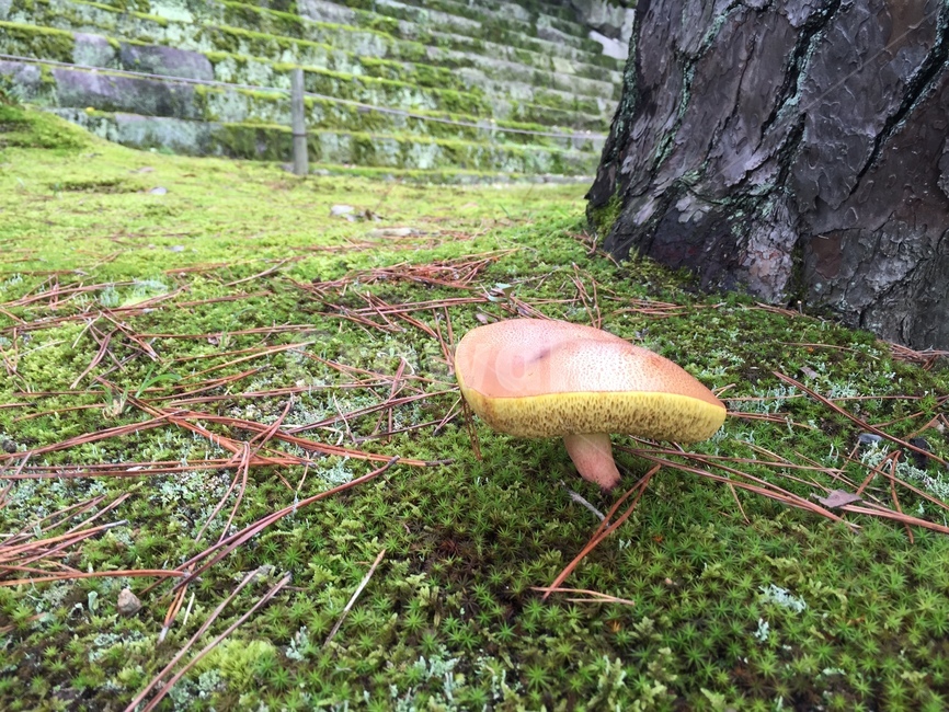 버섯,자연,녹색,나무,mushroom,nature,green