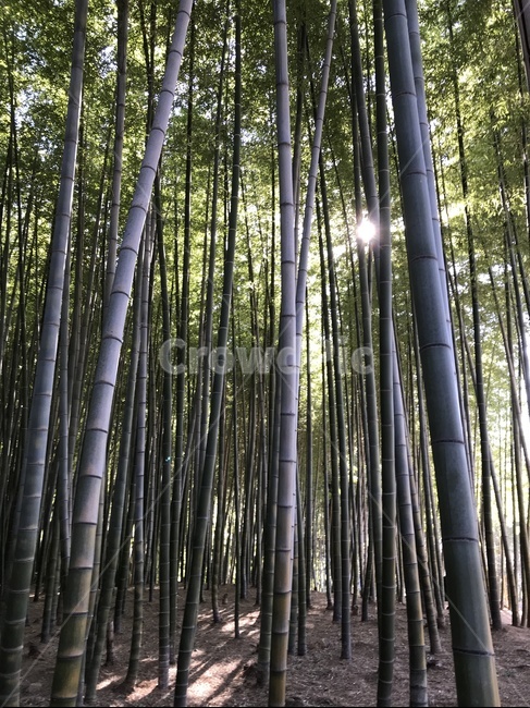 숲,대나무숲,빛이비치는,초록숲,나무,forest,bamboo
