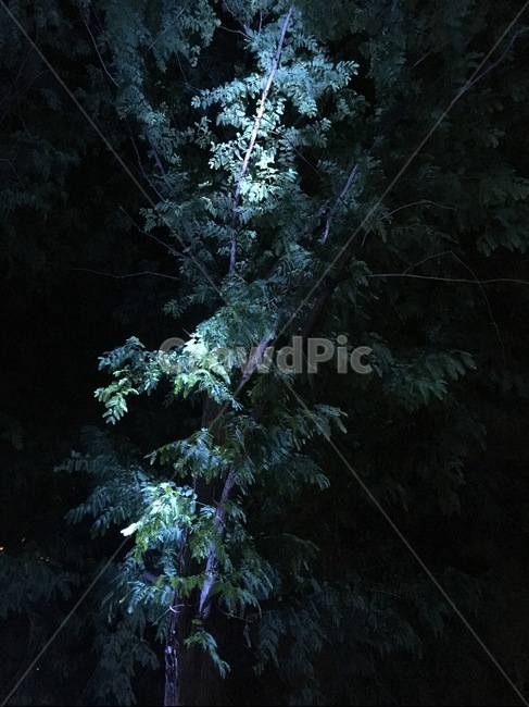 야간,조명,나무,빛,어두운,감성,야경,밤,풍경,nightscape,night,landscape,식물,자연,plants,nature,나무,trees,wood,tree,plant,outdoors,옥외,fir,전나무