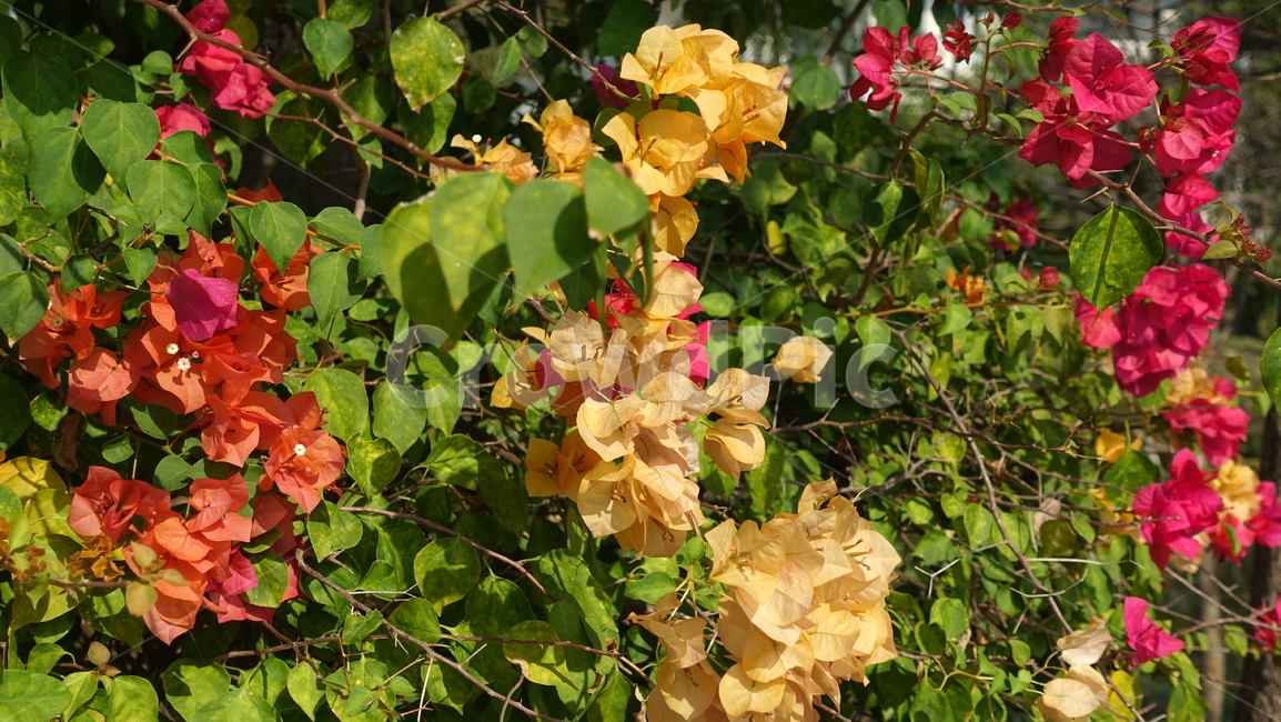 summer,outdoor,여름,야외,plant,식물,blossom,꽃,붉은꽃