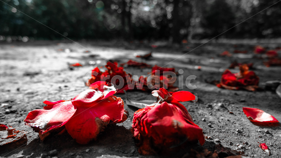 꽃,봄,동백꽃,잎사귀,초록,빨강,색감,분위기,감성,꽃,flower