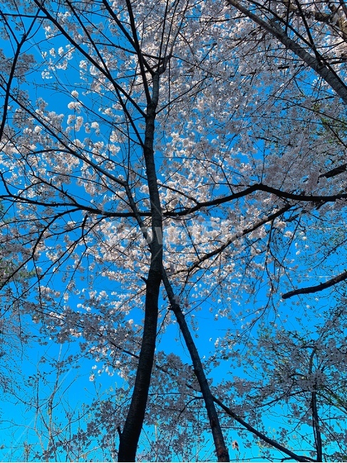 풍경,꽃,벚꽃,봄,나무,tree,flower,cherryblossom,blossom