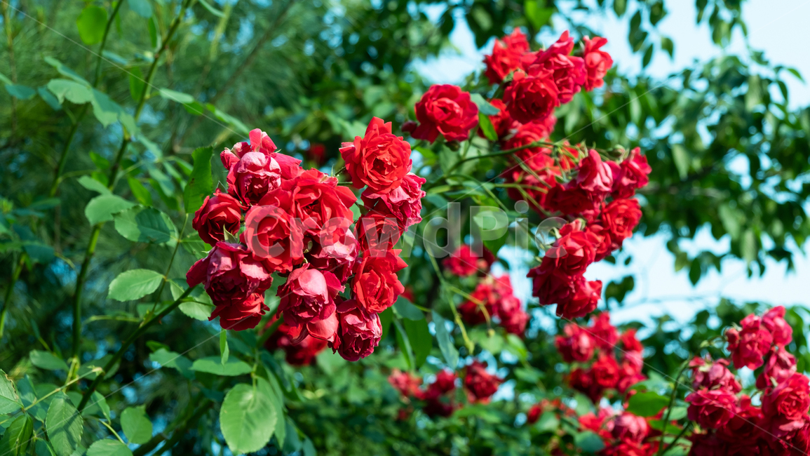 장미,장미꽃,rose,꽃,flower