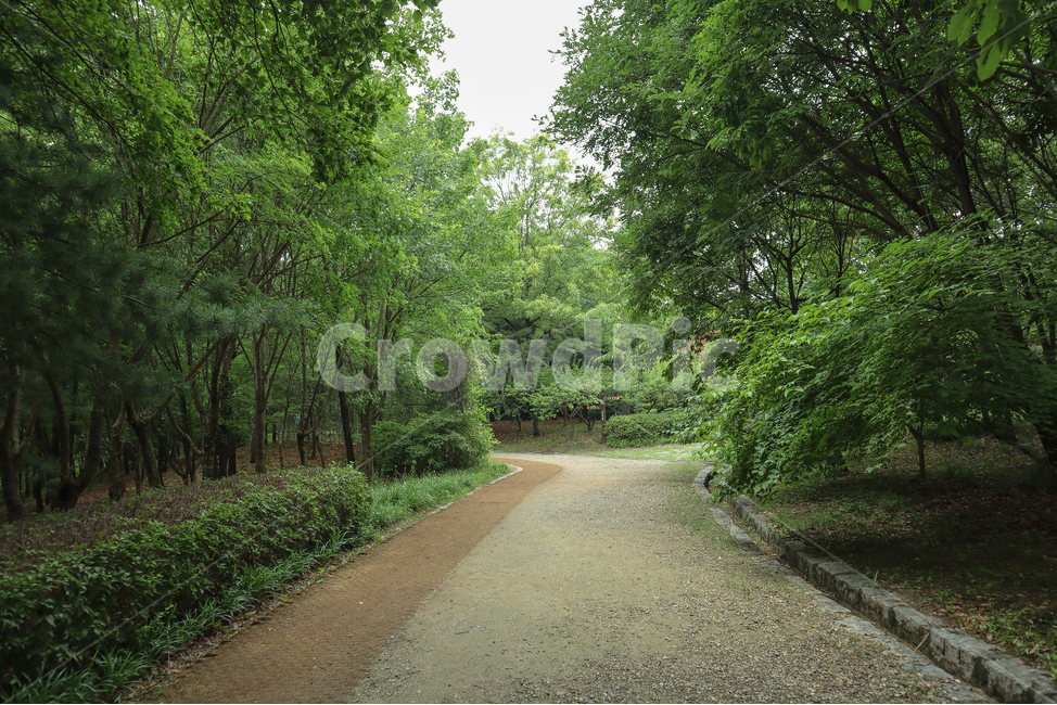 숲길,산책,자연,피톤치드,등산,트래킹