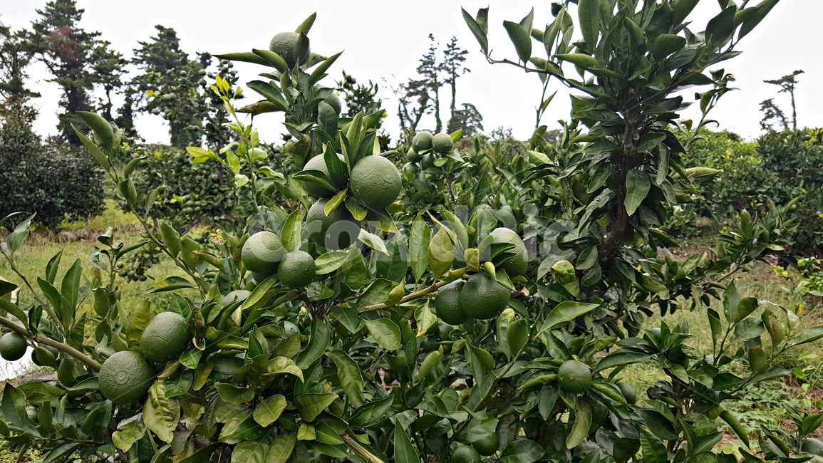 청귤,귤,감귤,plant,식물,fruit,과일,food,음식,감귤류과일