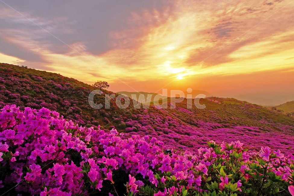 황매산,철쭉,봄,꽃동산,합천,봄,계절,spring,season,자연,풍경,nature,landscape