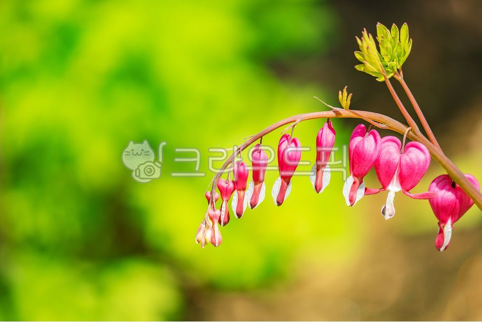 pink,forest,perennial,spring flower,dicotyledon,Wildflowers,ornamental,cute,arboretum,spring,red,beautiful,grass,Corydalis family,park,pretty,green,nature,clustered,bleeding heart,silk bag,pink flower,flower,bud,outdoor,fragrance,environment,appearance,go