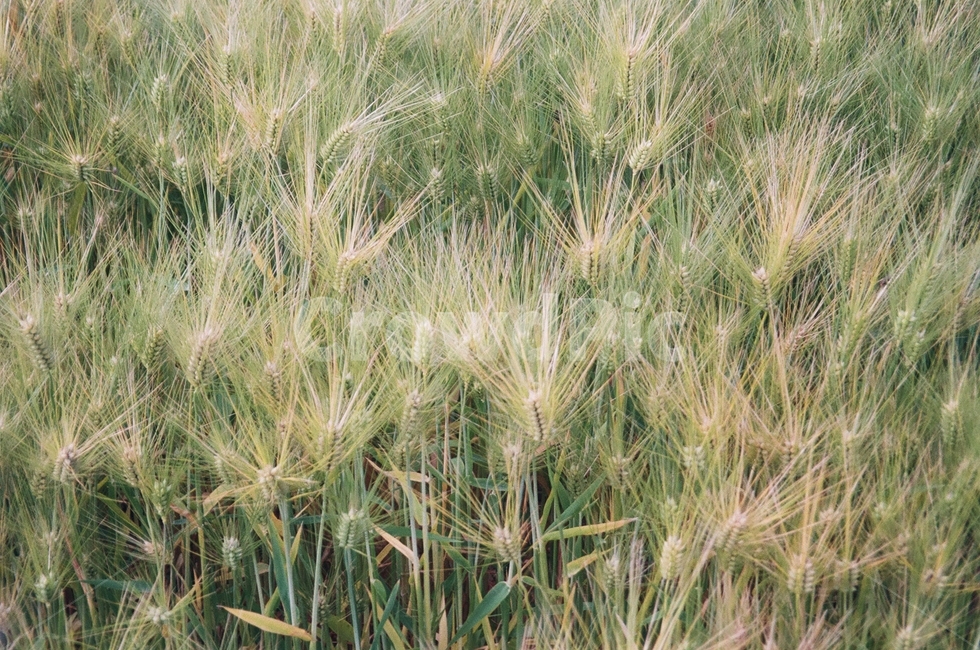 찰보리,보리,농사,곡식,가을,여름,풍경,필름사진,식물,자연,plants,nature,곡류,곡식,cereals,산업,industry,industrial,농업,농사,agriculture,farming,farming industry